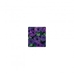 Ребекка Blue (синяя) семена петунии ампельной (Kitano Seeds)