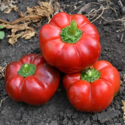 Ред Булл F1 насіння перцю солодкого (Lark Seeds)