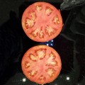 Ред Булл F1 семена помидора детерминантного (Solare Sementi)