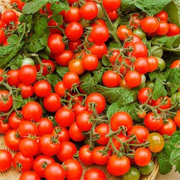 Ред Черри семена помидора индетерминантного (GL Seeds)