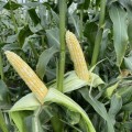 Респект F1 (ESB66F1) семена кукурузы суперсладкой Sh2 биколор (Lark Seeds)