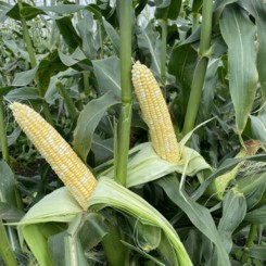 Респект F1 (ESB66F1) насіння кукурудзи суперсолодкої Sh2 біколор (Lark Seeds)