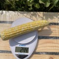 Респект F1 (ESB66F1) семена кукурузы суперсладкой Sh2 биколор (Lark Seeds)