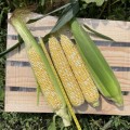 Респект F1 (ESB66F1) семена кукурузы суперсладкой Sh2 биколор (Lark Seeds)