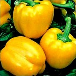 Ріана F1 насіння перцю солодкого (Agri Saaten)