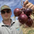 Ройо Дуро F1 семена лука репчатого красного (LibraSeeds)