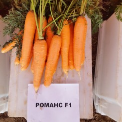 Романс F1 (1,8-2,0) насіння моркви Нантес середньої 110-120 дн. 18-21 см (Nunhems)