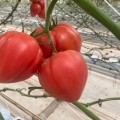 Розе Лав F1 — семена томата Yuksel Tohum