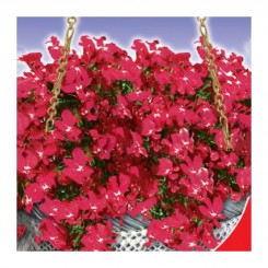 Рубиновый фонтан семян лобелии (GL Seeds)