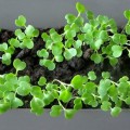Рукола широколистные семена микрозеленые (Agrocity)