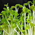 Рукола широколистные семена микрозеленые (Agrocity)