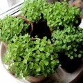 Рукола широколистные семена микрозеленые (Agrocity)