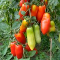 Сан Марцано семена помидора индетерминантного (Hortus)