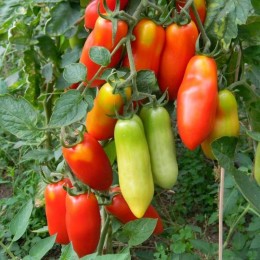 Сан Марцано насіння помідора індетермінантного (Hortus)