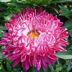 Седая дама красная (Red) семена астры пионообразной (GL Seeds)