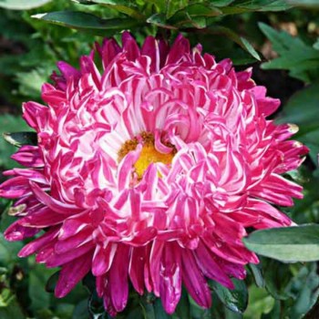 Седая дама красная (Red) семена астры пионообразной (GL Seeds)