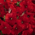 Селебрити F1 красная (red) семена петунии мультифлора (Benary)
