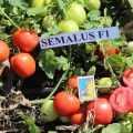 Семалус F1 семена помидора детерминантного (Semo)