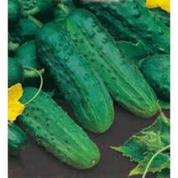 Семкросс F1 насіння огірка бджолозапилюваного (GL Seeds)