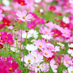 Сенсейшин Микc (mix) семена космеи (Floragran)