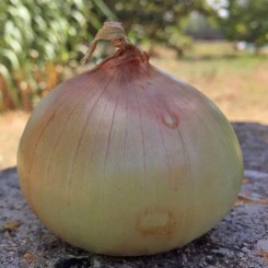 Сеншуй Єллоу (Senshyu Yellow) насіння цибулі ріпчастої озимої (Cora Seeds)