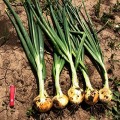 Сеншуй Єллоу (Senshyu Yellow) насіння цибулі ріпчастої озимої (Cora Seeds)