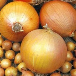 Шетанна сіянка цибулі (TOP Onion Sets)