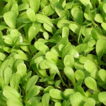 Щавель семена микрозеленые (Agrocity)