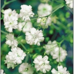 Снежинка семян гипсофилы (GL Seeds)