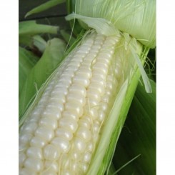 Снігова королева F1 насіння кукурудзи солодкої (GL Seeds)