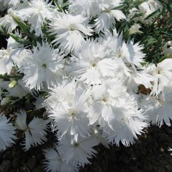 Супра F1 белая (white) семена гвоздики межвидовой (Hem Genetics)