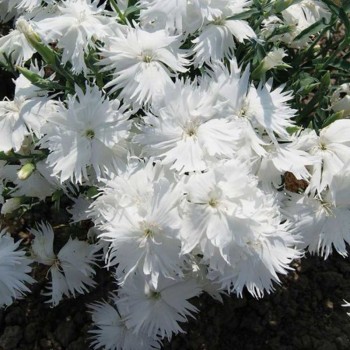 Супра F1 белая (white) семена гвоздики межвидовой (Hem Genetics)