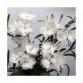 Супра F1 белая (white) семена гвоздики межвидовой (Hem Genetics)