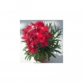 Супра F1 красная (red) семена гвоздики межвидовой (Hem Genetics)