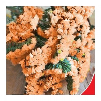 Абрикос семена статике (GL Seeds)