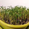 Свекла желтая семена микрозеленые (Agrocity)