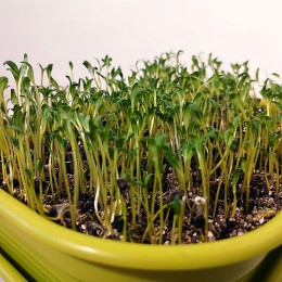 Свекла желтая семена микрозеленые (Agrocity)