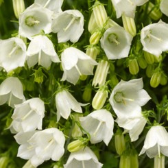 Свингинг Беллс белый (white) семена колокольчика (Syngenta)