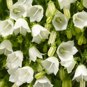 Свингинг Беллс белый (white) семена колокольчика (Syngenta)