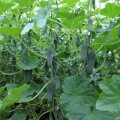 Тайгер F1 семена огурца партенокарпического (Takii Seeds)