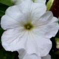Танака Уайт (White) семена петунии крупноцветковой (Kitano Seeds)