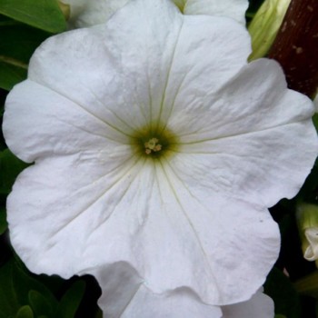 Танака Уайт (White) семена петунии крупноцветковой (Kitano Seeds)