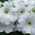 Танака Уайт (White) семена петунии крупноцветковой (Kitano Seeds)