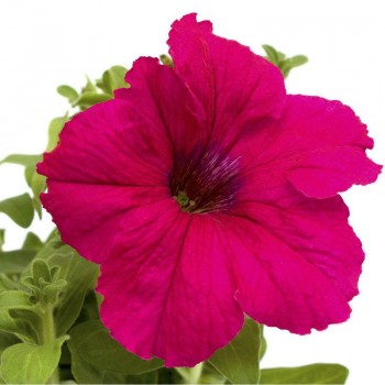 Танго F1 розовая (pink) семена петунии (Hem Genetics)