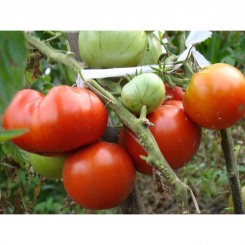 Товстий Джек насіння помідора детермінантного (GL Seeds)