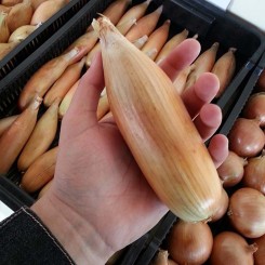 Тоска семян лука репчатого желтого (Moravoseed)