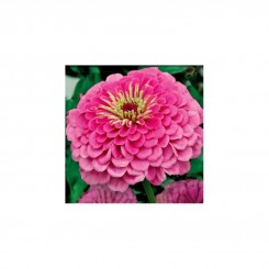 Майоры георгиновидные розовые (pink) семена (Moravoseed)