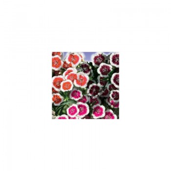 Турецкие семена гвоздики (GL Seeds)