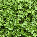 Турнепс семена микрозеленые (Agrocity)