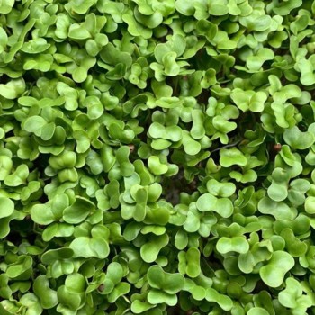 Турнепс семена микрозеленые (Agrocity)